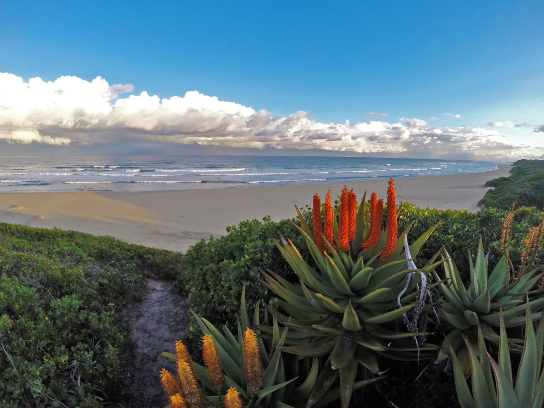 Beach with clouds and Aloe plant in the foreground